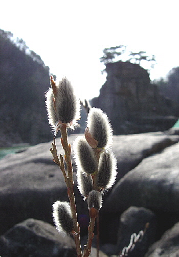 철원에도 봄은 서서히 다가오고...(2004.3.02 고석정에서 촬영) 